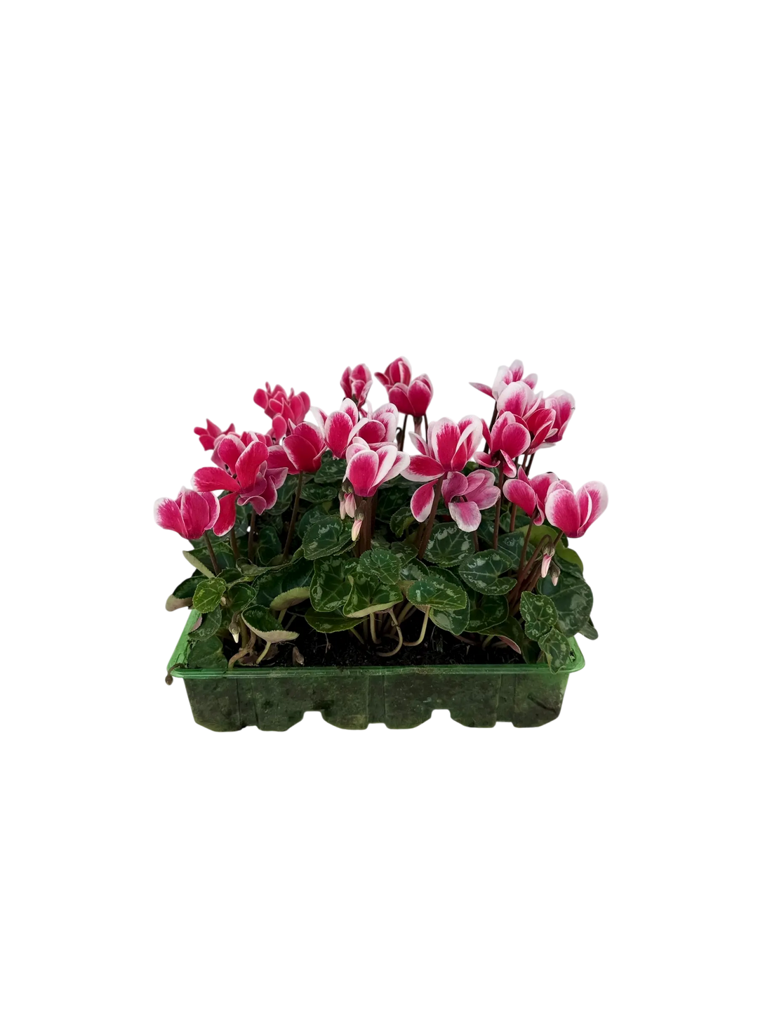 Cyclamen Raspberry Ripple 2 × 6 Pack – 12 Autumn Flowering Plants Plants By Post