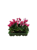 Cyclamen Raspberry Ripple 2 × 6 Pack – 12 Autumn Flowering Plants Plants By Post