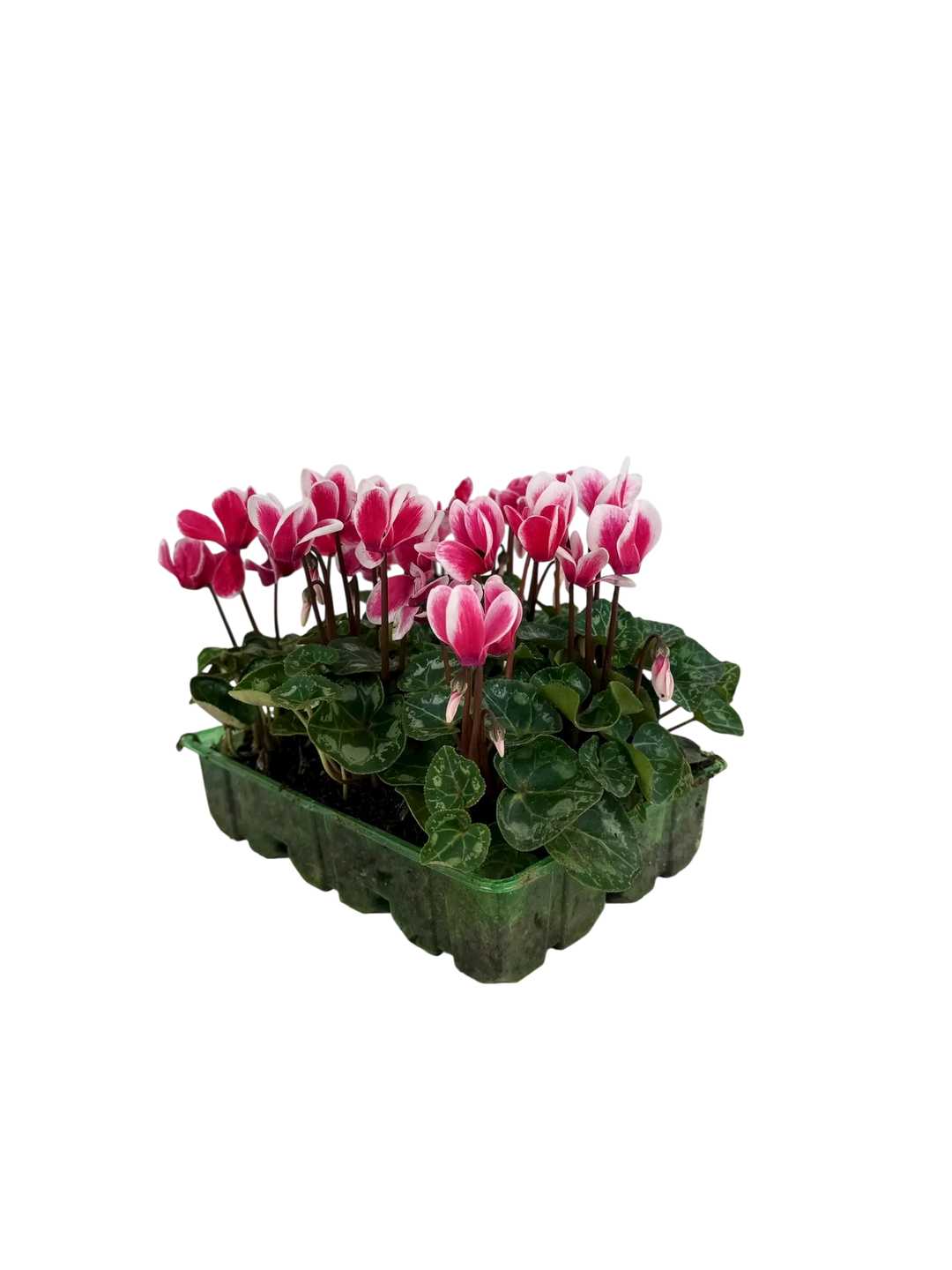 Cyclamen Raspberry Ripple 2 × 6 Pack – 12 Autumn Flowering Plants Plants By Post
