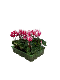 Cyclamen Raspberry Ripple 2 × 6 Pack – 12 Autumn Flowering Plants Plants By Post