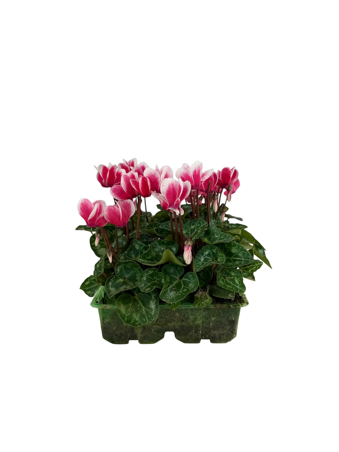 Cyclamen Raspberry Ripple 2 × 6 Pack – 12 Autumn Flowering Plants Plants By Post