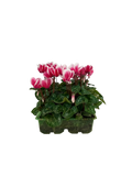 Cyclamen Raspberry Ripple 2 × 6 Pack – 12 Autumn Flowering Plants Plants By Post