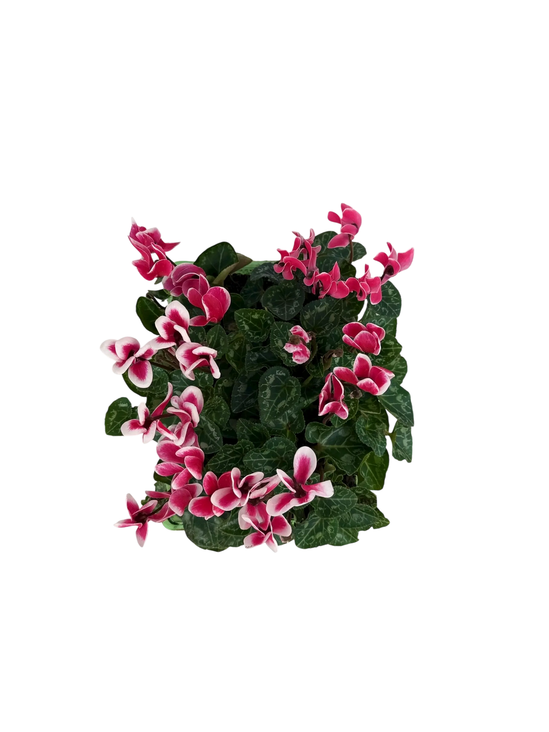 Cyclamen Raspberry Ripple 2 × 6 Pack – 12 Autumn Flowering Plants Plants By Post