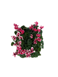 Cyclamen Raspberry Ripple 2 × 6 Pack – 12 Autumn Flowering Plants Plants By Post