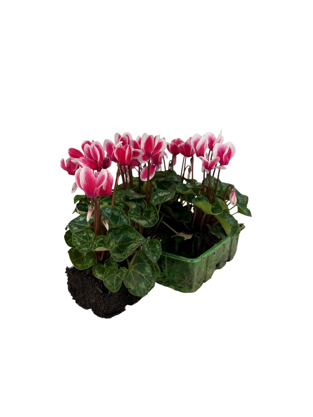 Cyclamen Raspberry Ripple 2 × 6 Pack – 12 Autumn Flowering Plants Plants By Post