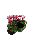 Cyclamen Raspberry Ripple 2 × 6 Pack – 12 Autumn Flowering Plants Plants By Post