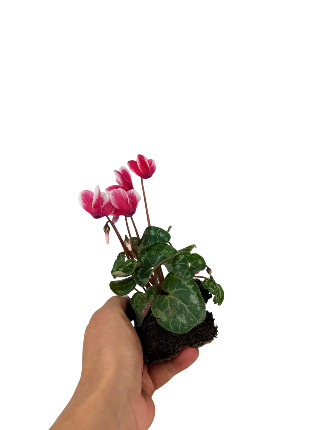 Cyclamen Raspberry Ripple 2 × 6 Pack – 12 Autumn Flowering Plants Plants By Post