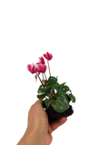 Cyclamen Raspberry Ripple 2 × 6 Pack – 12 Autumn Flowering Plants Plants By Post