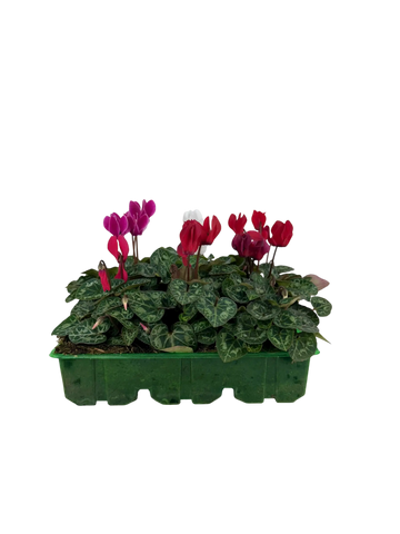 Cyclamen Mix Candyfloss 2 × 6 Pack – 12 Autumn Flowering Plants Plants By Post