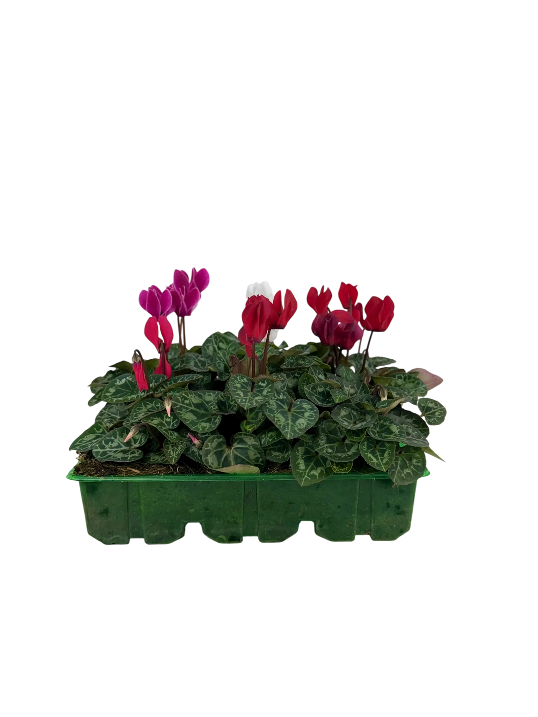 Cyclamen Mix Candyfloss 2 × 6 Pack – 12 Autumn Flowering Plants Plants By Post