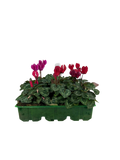Cyclamen Mix Candyfloss 2 × 6 Pack – 12 Autumn Flowering Plants Plants By Post