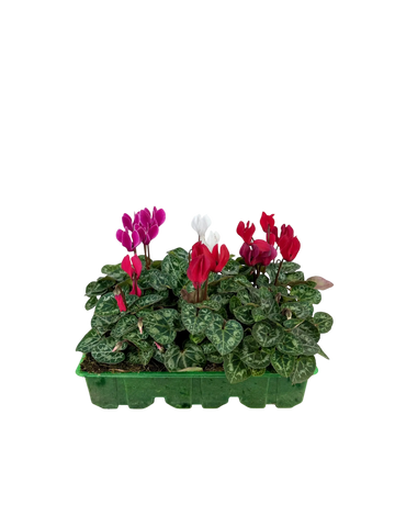 Cyclamen Mix Candyfloss 2 × 6 Pack – 12 Autumn Flowering Plants Plants By Post
