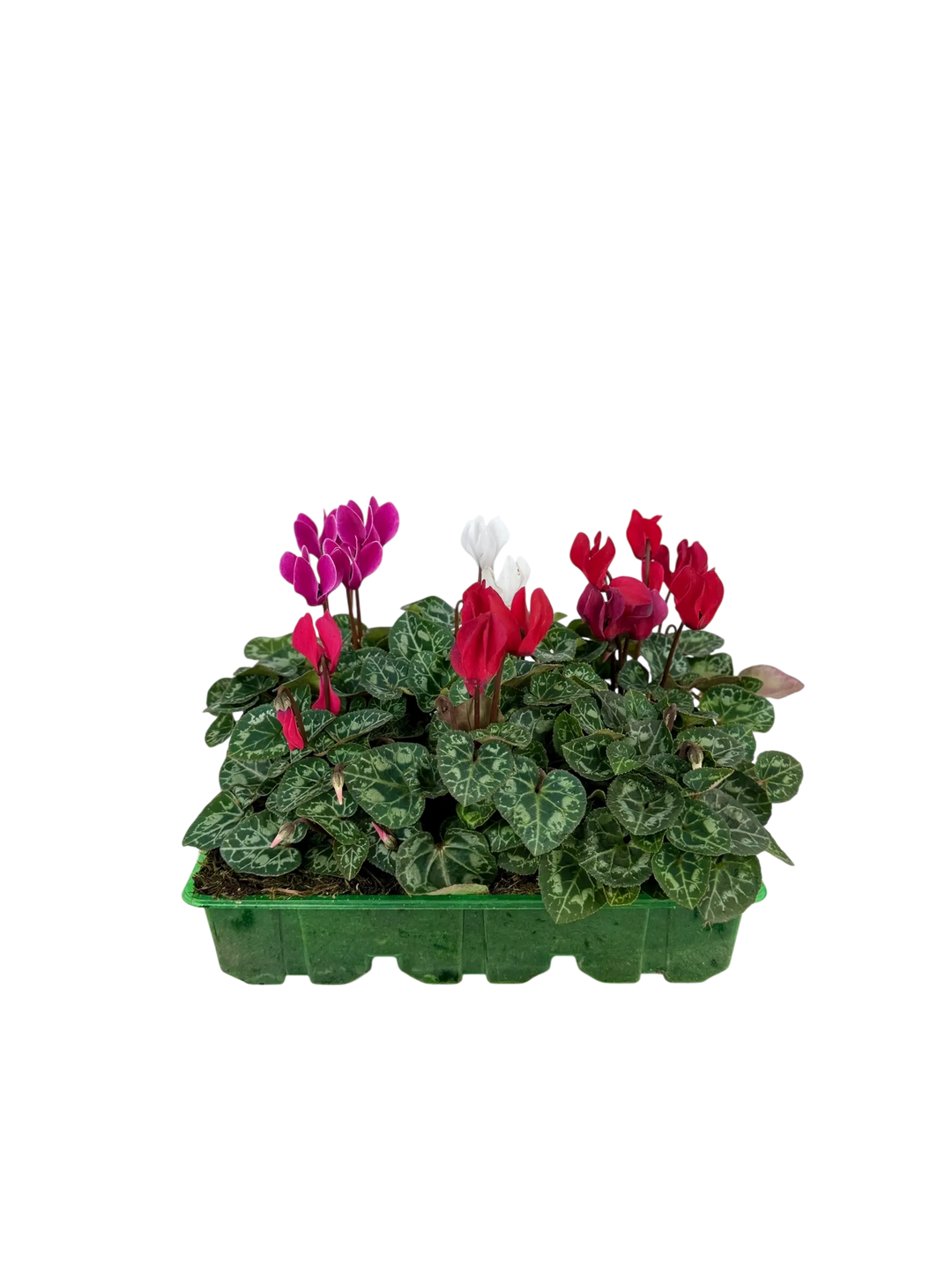 Cyclamen Mix Candyfloss 2 × 6 Pack – 12 Autumn Flowering Plants Plants By Post