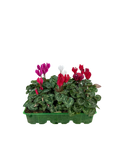 Cyclamen Mix Candyfloss 2 × 6 Pack – 12 Autumn Flowering Plants Plants By Post
