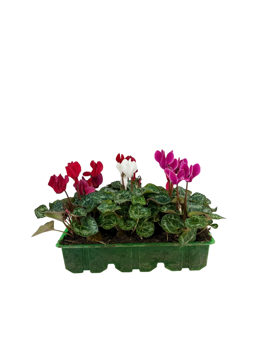 Cyclamen Mix Candyfloss 2 × 6 Pack – 12 Autumn Flowering Plants Plants By Post