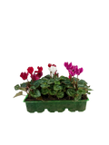 Cyclamen Mix Candyfloss 2 × 6 Pack – 12 Autumn Flowering Plants Plants By Post