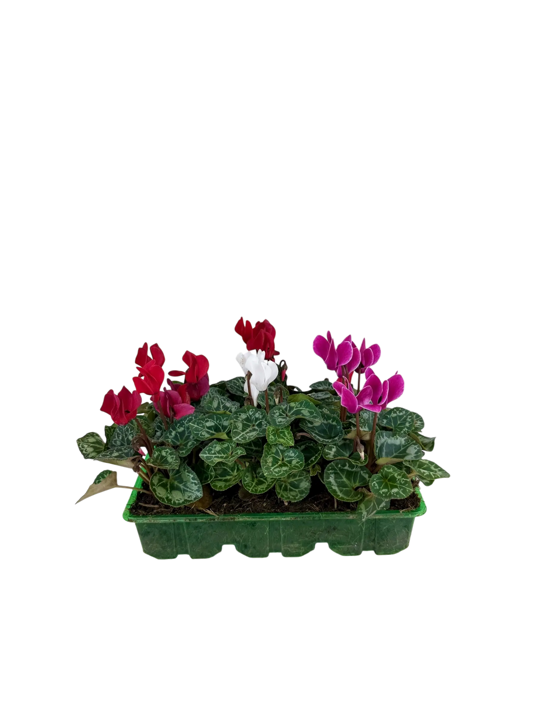 Cyclamen Mix Candyfloss 2 × 6 Pack – 12 Autumn Flowering Plants Plants By Post