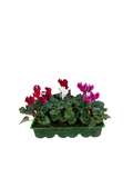 Cyclamen Mix Candyfloss 2 × 6 Pack – 12 Autumn Flowering Plants Plants By Post