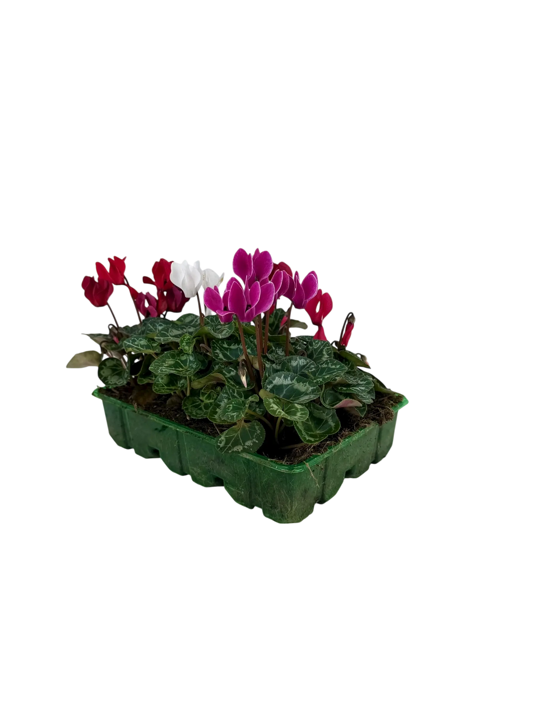 Cyclamen Mix Candyfloss 2 × 6 Pack – 12 Autumn Flowering Plants Plants By Post