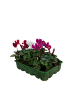 Cyclamen Mix Candyfloss 2 × 6 Pack – 12 Autumn Flowering Plants Plants By Post