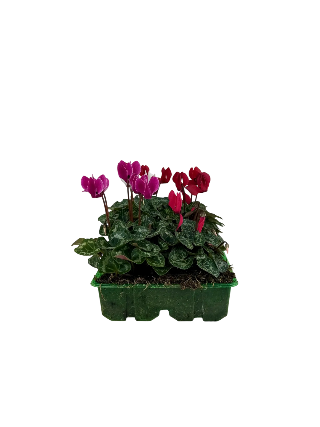 Cyclamen Mix Candyfloss 2 × 6 Pack – 12 Autumn Flowering Plants Plants By Post