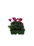 Cyclamen Mix Candyfloss 2 × 6 Pack – 12 Autumn Flowering Plants Plants By Post