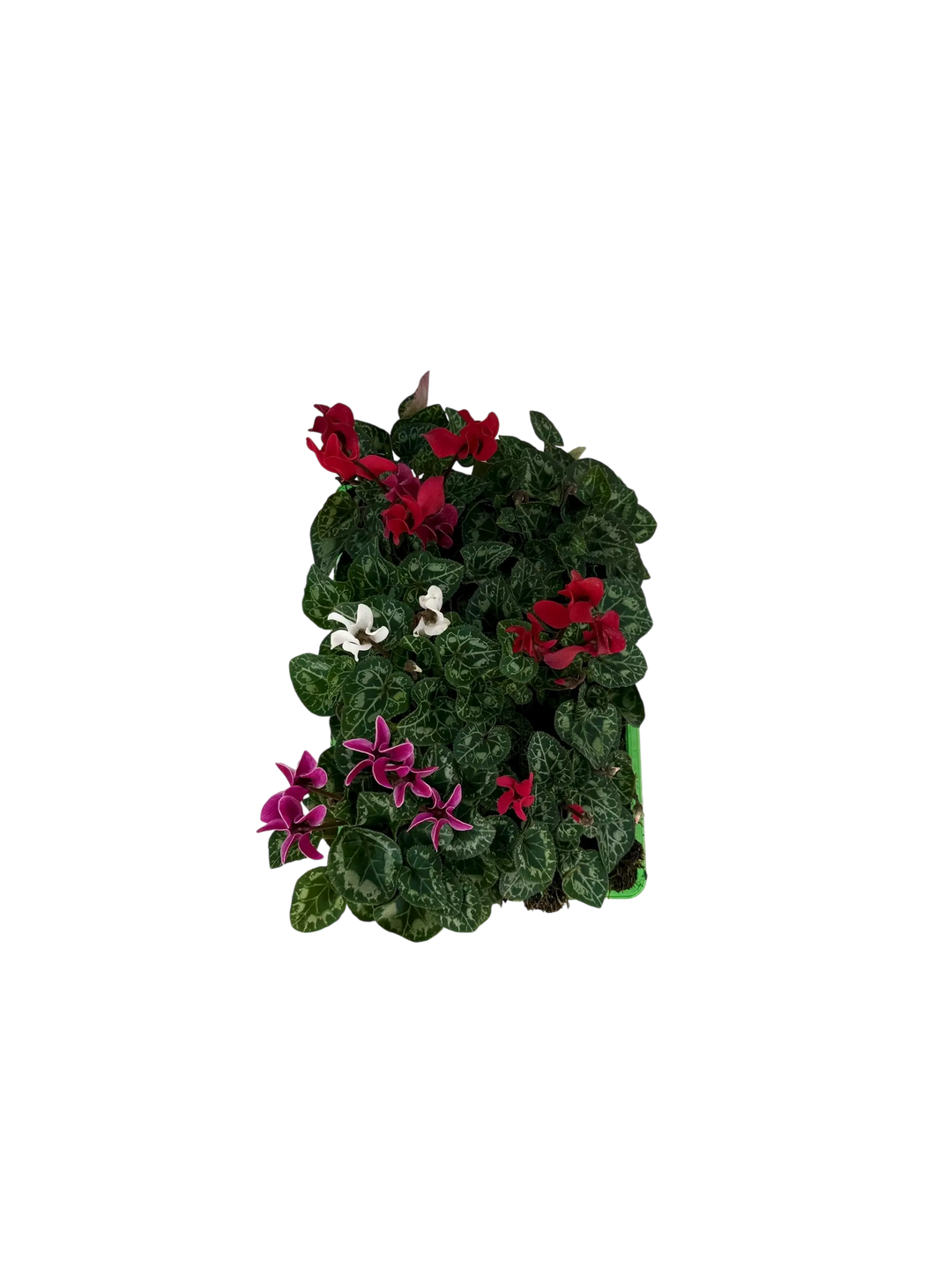 Cyclamen Mix Candyfloss 2 × 6 Pack – 12 Autumn Flowering Plants Plants By Post