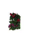 Cyclamen Mix Candyfloss 2 × 6 Pack – 12 Autumn Flowering Plants Plants By Post