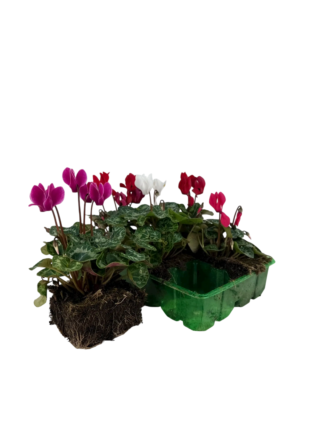 Cyclamen Mix Candyfloss 2 × 6 Pack – 12 Autumn Flowering Plants Plants By Post