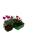 Cyclamen Mix Candyfloss 2 × 6 Pack – 12 Autumn Flowering Plants Plants By Post