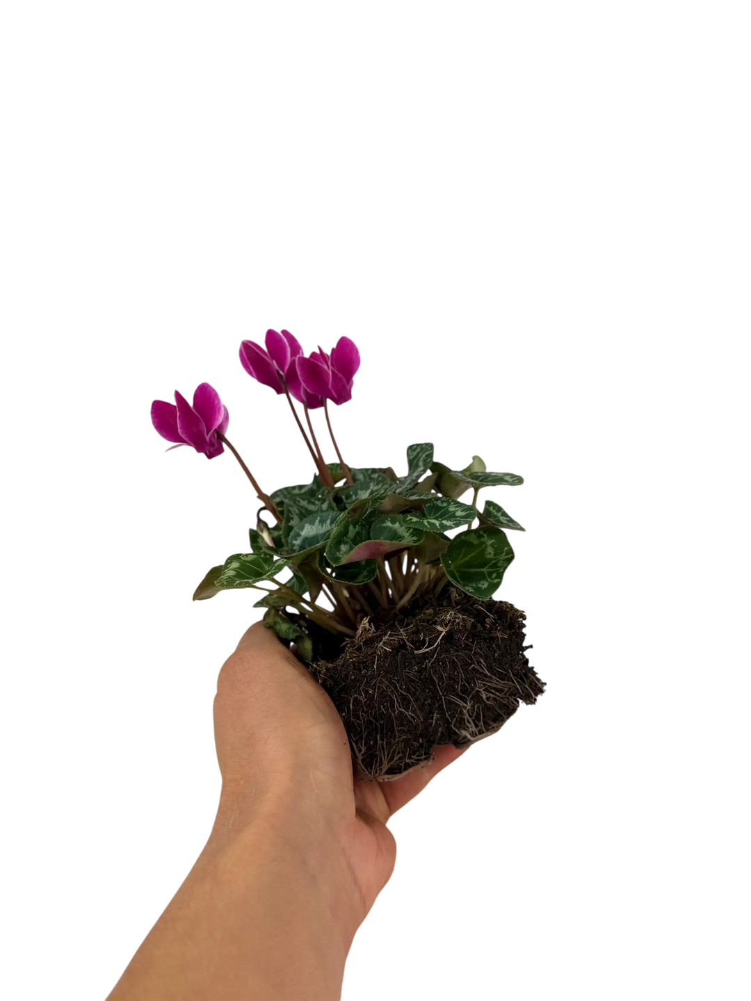 Cyclamen Mix Candyfloss 2 × 6 Pack – 12 Autumn Flowering Plants Plants By Post