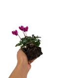 Cyclamen Mix Candyfloss 2 × 6 Pack – 12 Autumn Flowering Plants Plants By Post
