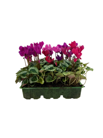 Cyclamen Mix Berrylicious 2 × 6 Pack – 12 Autumn Flowering Plants Plants By Post