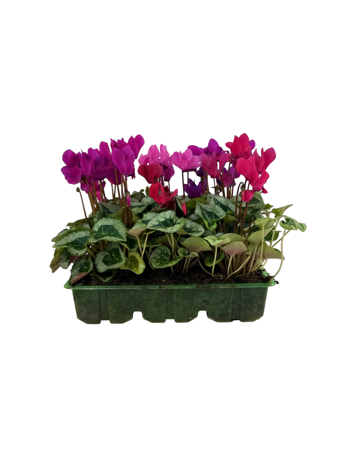 Cyclamen Mix Berrylicious 2 × 6 Pack – 12 Autumn Flowering Plants Plants By Post