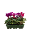 Cyclamen Mix Berrylicious 2 × 6 Pack – 12 Autumn Flowering Plants Plants By Post