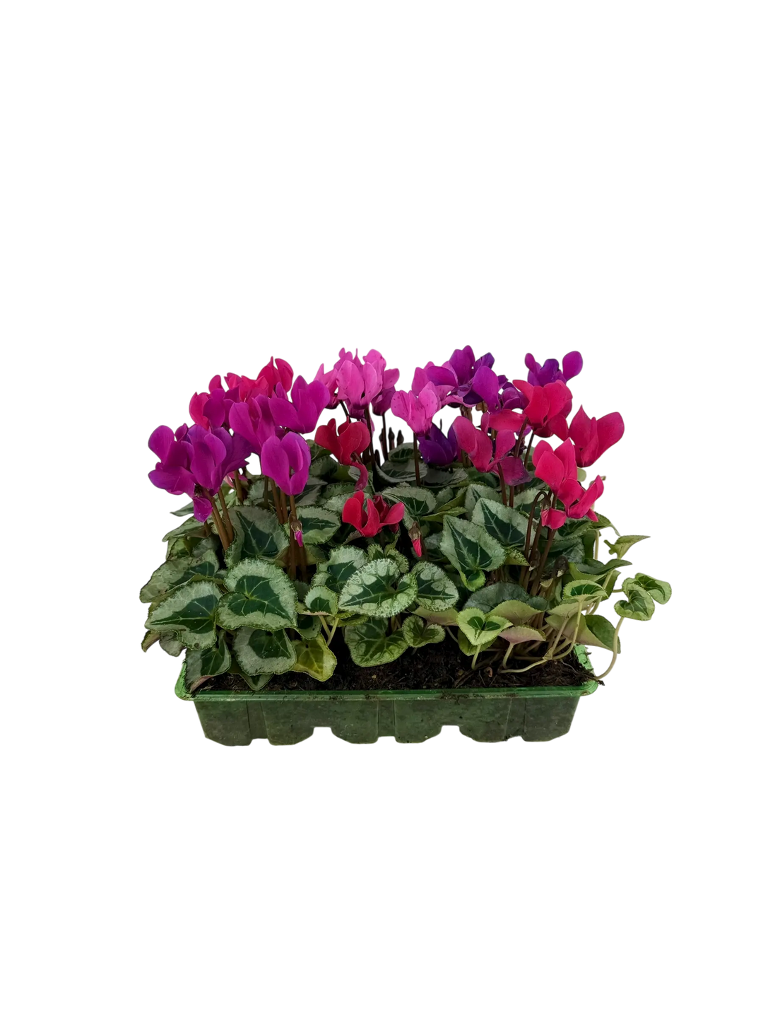 Cyclamen Mix Berrylicious 2 × 6 Pack – 12 Autumn Flowering Plants Plants By Post