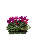 Cyclamen Mix Berrylicious 2 × 6 Pack – 12 Autumn Flowering Plants Plants By Post