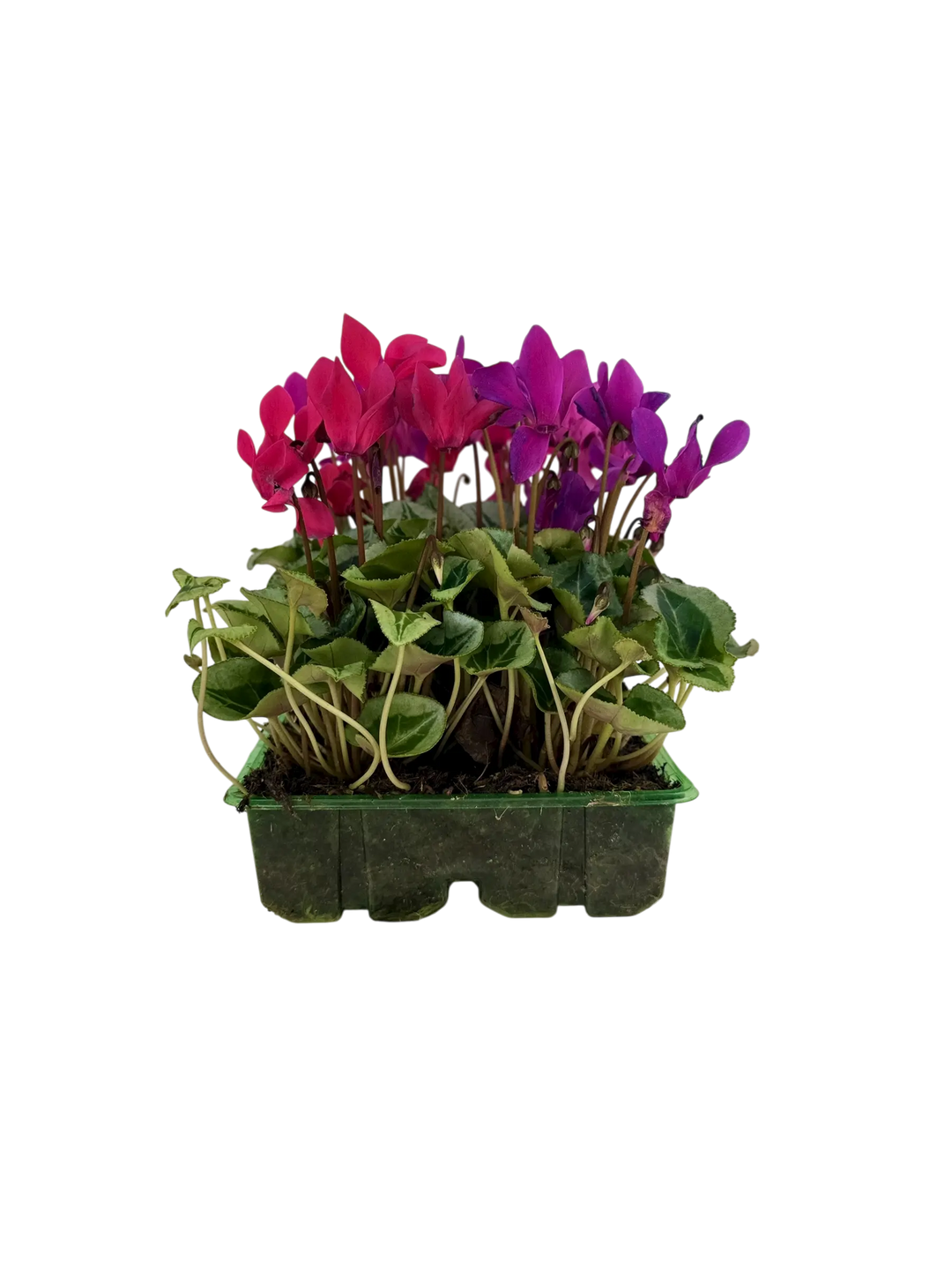 Cyclamen Mix Berrylicious 2 × 6 Pack – 12 Autumn Flowering Plants Plants By Post