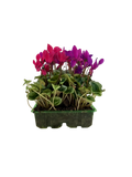 Cyclamen Mix Berrylicious 2 × 6 Pack – 12 Autumn Flowering Plants Plants By Post
