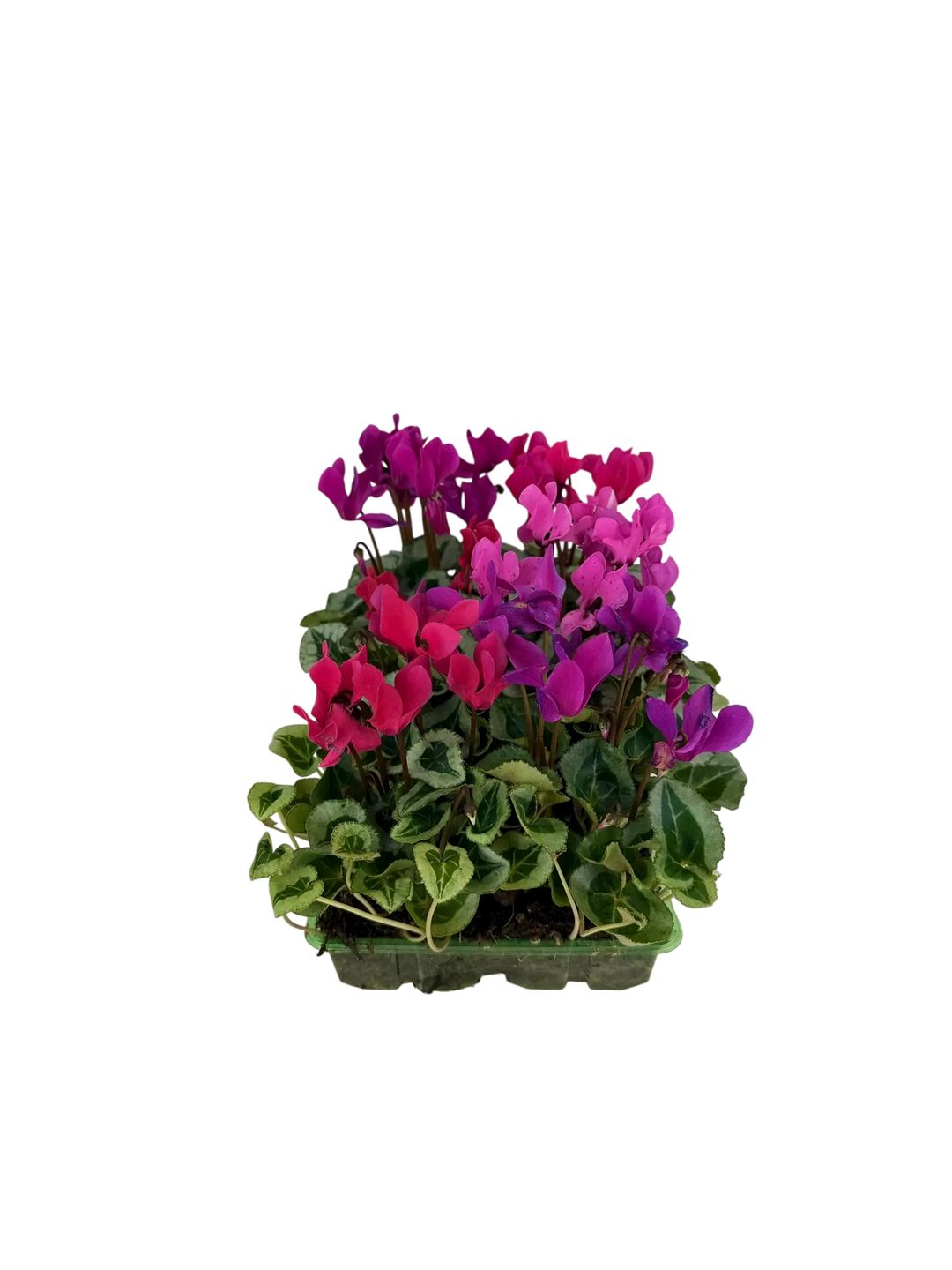 Cyclamen Mix Berrylicious 2 × 6 Pack – 12 Autumn Flowering Plants Plants By Post