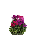 Cyclamen Mix Berrylicious 2 × 6 Pack – 12 Autumn Flowering Plants Plants By Post