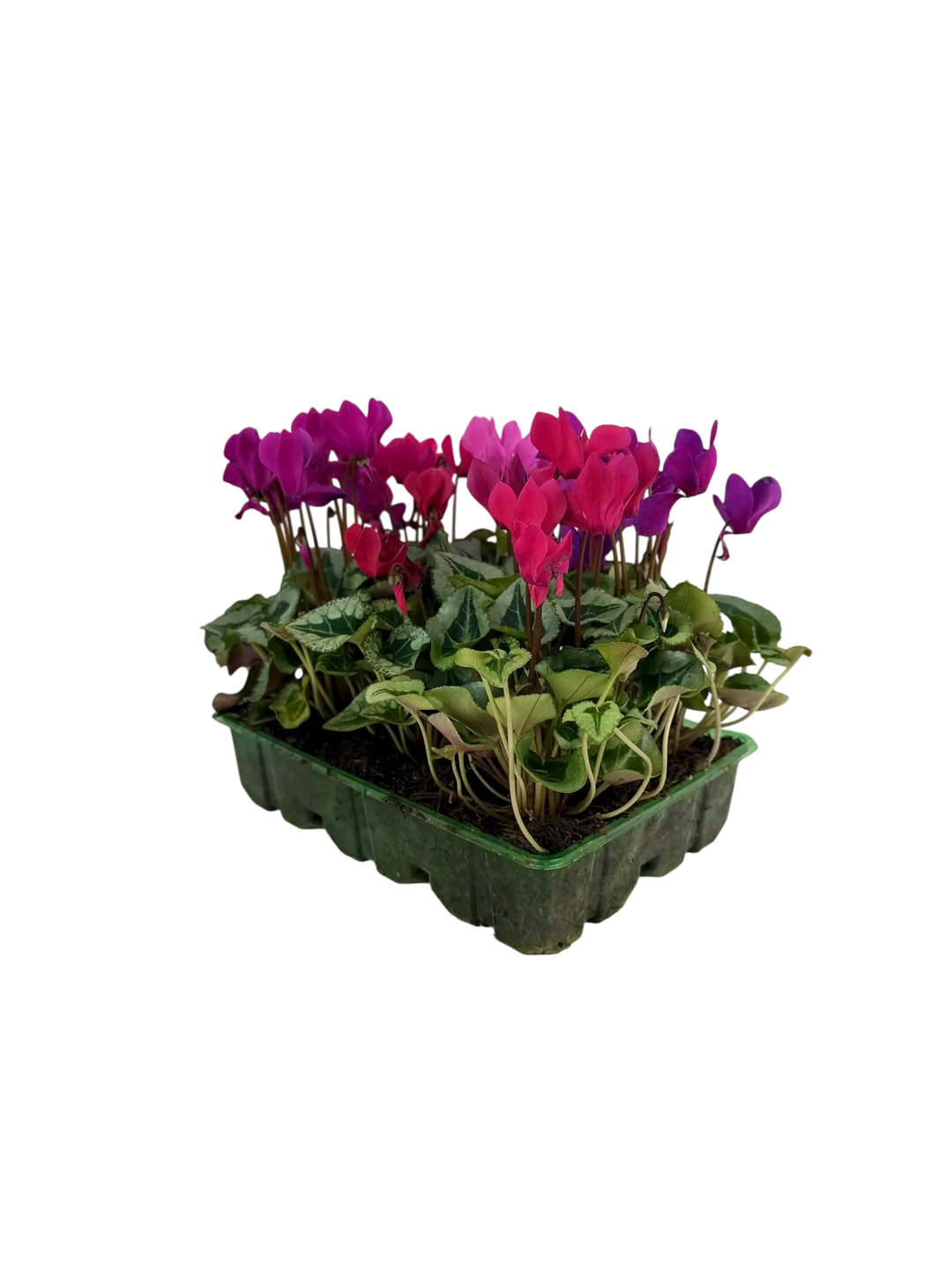 Cyclamen Mix Berrylicious 2 × 6 Pack – 12 Autumn Flowering Plants Plants By Post