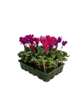 Cyclamen Mix Berrylicious 2 × 6 Pack – 12 Autumn Flowering Plants Plants By Post