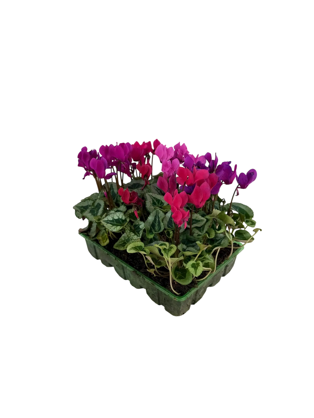 Cyclamen Mix Berrylicious 2 × 6 Pack – 12 Autumn Flowering Plants Plants By Post