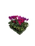 Cyclamen Mix Berrylicious 2 × 6 Pack – 12 Autumn Flowering Plants Plants By Post