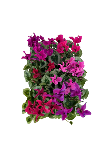 Cyclamen Mix Berrylicious 2 × 6 Pack – 12 Autumn Flowering Plants Plants By Post