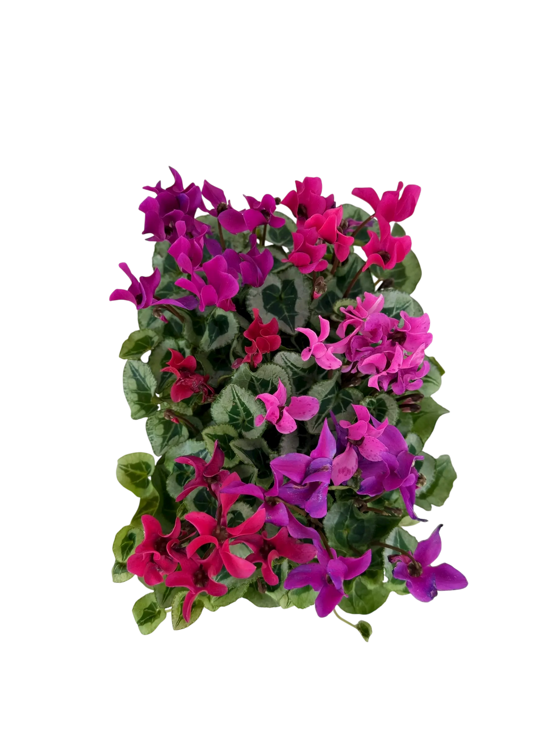 Cyclamen Mix Berrylicious 2 × 6 Pack – 12 Autumn Flowering Plants Plants By Post