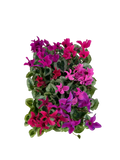 Cyclamen Mix Berrylicious 2 × 6 Pack – 12 Autumn Flowering Plants Plants By Post