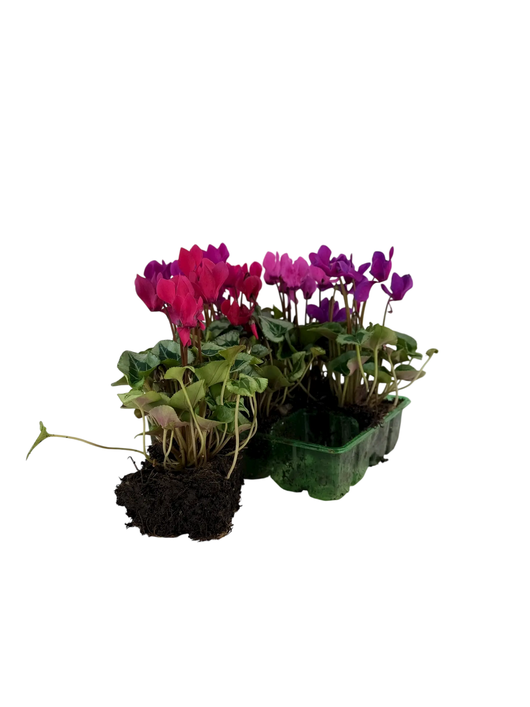 Cyclamen Mix Berrylicious 2 × 6 Pack – 12 Autumn Flowering Plants Plants By Post