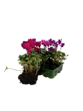 Cyclamen Mix Berrylicious 2 × 6 Pack – 12 Autumn Flowering Plants Plants By Post